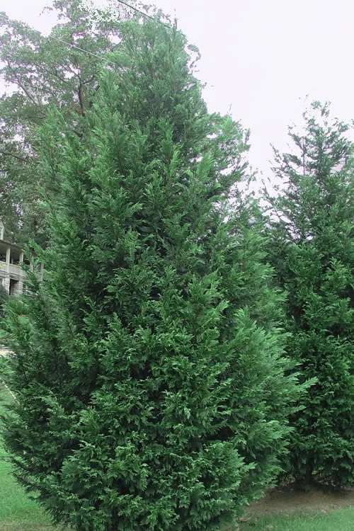 Leyland Cypress - 3 Gallon Pot 3 Leyland Cypress - 3 Gallon Pot