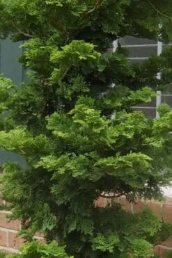 Slender Hinoki Cypress - 1 Gallon Pot -Outlet Drip Mingle Store Cypress Slender Hinoki 19 2
