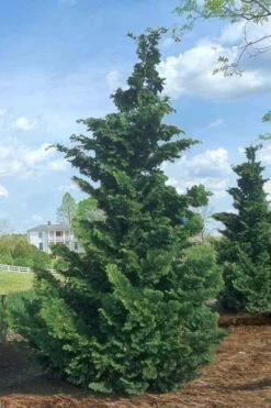 Slender Hinoki Cypress - 1 Gallon Pot -Outlet Drip Mingle Store Cypress Slender Hinoki Rev 500x750 3