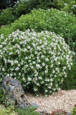 Eternal Fragrance Pink Summer Daphne - Daphne X Transatlantica 'BLAFRA' - 1 Gallon Pot 11 Eternal Fragrance Pink Summer Daphne - Daphne X Transatlantica 'BLAFRA' - 1 Gallon Pot -Outlet Drip Mingle Store Daphne Eternal Fragrance 5