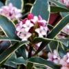 Variegated Pink Winter Daphne - 1 Gallon Pot -Outlet Drip Mingle Store Daphne Odora Variegata Winter Daphne 500x750 1