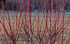 Variegated Dappled Willow Tree - Salix Integra 'Hakuro Nishiki' - 5 Gallon Pot -Outlet Drip Mingle Store Dappled Willow Tree Stems