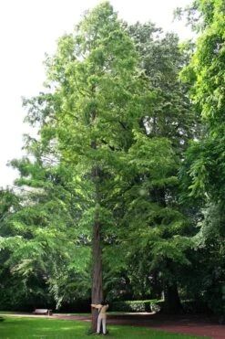 Dawn Redwood Tree - Metasequoia Glyptostroboides - 5 Gallon Pot -Outlet Drip Mingle Store Dawn Redwood 1 2