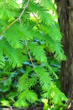 Dawn Redwood Tree (Metasequoia Glyptostroboides) - 3 Gallon Pot -Outlet Drip Mingle Store Dawn Redwood 2