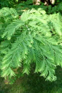 Dawn Redwood Tree (Metasequoia Glyptostroboides) - 1 Gallon Pot -Outlet Drip Mingle Store Dawn Redwood 3 1