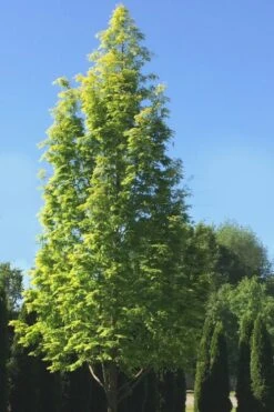 Dawn Redwood Tree - Metasequoia Glyptostroboides - 5 Gallon Pot -Outlet Drip Mingle Store Dawn Redwood 5 2