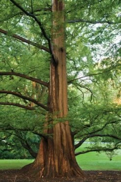 Dawn Redwood Tree (Metasequoia Glyptostroboides) - 3 Gallon Pot -Outlet Drip Mingle Store Dawn Redwood 6