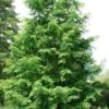 Dawn Redwood Tree (Metasequoia Glyptostroboides) - 1 Gallon Pot