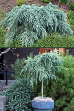 Feelin Blue Deodar Cedar (Single Trunk Tree Form) - 2 Gallon Pot 9 Feelin Blue Deodar Cedar (Single Trunk Tree Form) - 2 Gallon Pot -Outlet Drip Mingle Store Deodar Cedar Feelin Blue 500x750 3