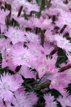Bath's Pink Dianthus - 5 Pack Of Quart Pots -Outlet Drip Mingle Store Dianthus Baths Pink 10