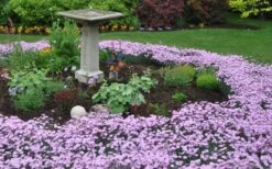 Bath's Pink Dianthus - 5 Pack Of Quart Pots -Outlet Drip Mingle Store Dianthus Baths Pink 7