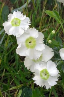 Charles Musgrave White Dianthus - 1 Gallon Pot -Outlet Drip Mingle Store Dianthus Charles Margrave 2