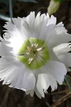 Charles Musgrave White Dianthus - 1 Gallon Pot -Outlet Drip Mingle Store Dianthus Charles Margrave 3
