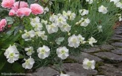 Charles Musgrave White Dianthus - 1 Gallon Pot -Outlet Drip Mingle Store Dianthus Charles Margrave 5