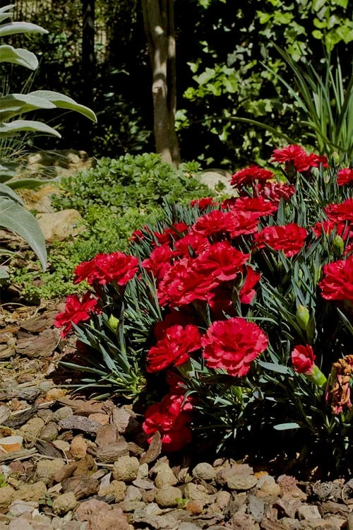 Super Trouper Velvet Red Dianthus (Carnation) - 10 Pack Of Quart Pots 6 Super Trouper Velvet Red Dianthus (Carnation) - 10 Pack Of Quart Pots - Image 4