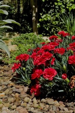 Super Trouper Velvet Red Dianthus (Carnation) - 5 Pack Of Quart Pots -Outlet Drip Mingle Store Dianthus Super Trouper Velvet Red 1