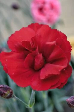 Super Trouper Velvet Red Dianthus - 2 Pack Of Quart Pots -Outlet Drip Mingle Store Dianthus Super Trouper Velvet Red 2