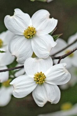 Appalachian Spring White Dogwood - 5 Gallon Pot -Outlet Drip Mingle Store Dogwood Appalachian Spring 2