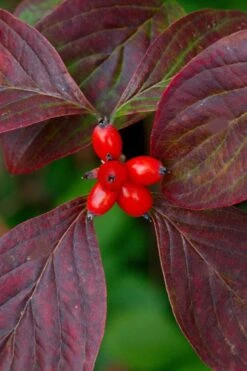 Appalachian Spring White Dogwood - 5 Gallon Pot -Outlet Drip Mingle Store Dogwood Appalachian Spring 3