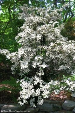 Appalachian Spring White Dogwood - 5 Gallon Pot -Outlet Drip Mingle Store Dogwood Appalachian Spring 4