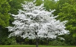 Jean's Appalachian Snow White Dogwood Tree - 7 Gallon Pot (4-5') -Outlet Drip Mingle Store Dogwood Cherokee Princess 50