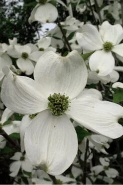 Jean's Appalachian Snow White Dogwood Tree - 7 Gallon Pot (4-5') -Outlet Drip Mingle Store Dogwood Cherokee Princess 500x750 1