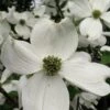 Cherokee Princess White Dogwood - 7 Gallon Pot (5-6') -Outlet Drip Mingle Store Dogwood Cherokee Princess 500x750 4