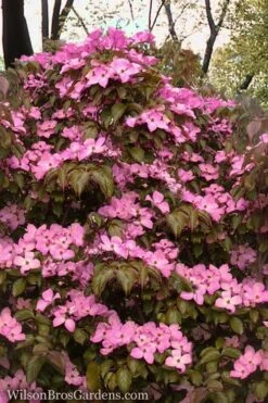 Pink Chinese Dogwood - Cornus Kousa 'Satomi' - 3 Gallon Pot -Outlet Drip Mingle Store Dogwood Chinese Pink Satomi 11 1