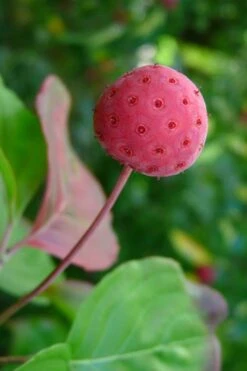 Pink Chinese Dogwood - Cornus Kousa 'Satomi' - 3 Gallon Pot -Outlet Drip Mingle Store Dogwood Chinese Pink Satomi 5 1