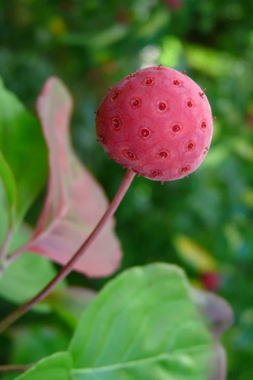 Pink Chinese Dogwood - Cornus Kousa 'Satomi' - 2 Gallon Pot 9 Pink Chinese Dogwood - Cornus Kousa 'Satomi' - 2 Gallon Pot - Image 7