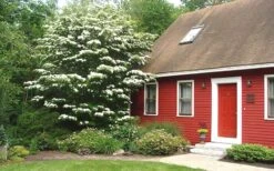 White Kousa Chinese Dogwood (Multi-Trunk) - 7 Gallon Pot (3-4') -Outlet Drip Mingle Store Dogwood Chinese White 1 1