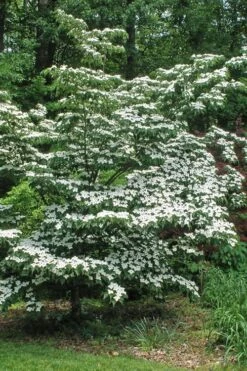 White Kousa Chinese Dogwood - Cornus Kousa - 3 Gallon Pot -Outlet Drip Mingle Store Dogwood Chinese White 12