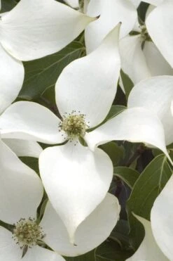 White Kousa Chinese Dogwood (Multi-Trunk) - 7 Gallon Pot (3-4') -Outlet Drip Mingle Store Dogwood Chinese White 15 1