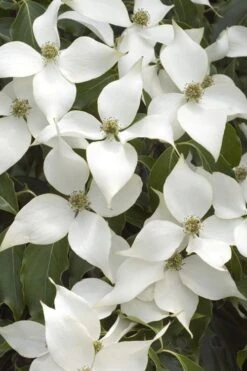 White Kousa Chinese Dogwood (Multi-Trunk) - 7 Gallon Pot (3-4') -Outlet Drip Mingle Store Dogwood Chinese White 16 1