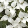 White Kousa Chinese Dogwood - Cornus Kousa - 3 Gallon Pot 1 White Kousa Chinese Dogwood - Cornus Kousa - 3 Gallon Pot -Outlet Drip Mingle Store Dogwood Chinese White 16