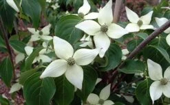 White Kousa Chinese Dogwood (Multi-Trunk) - 7 Gallon Pot (3-4') -Outlet Drip Mingle Store Dogwood Chinese White 2 1