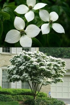 White Kousa Chinese Dogwood - Cornus Kousa - 3 Gallon Pot -Outlet Drip Mingle Store Dogwood Chinese White 2 500x750 1