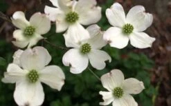 Cherokee Princess White Dogwood - 7 Gallon Pot (5-6') -Outlet Drip Mingle Store Dogwood Chrokee Princess Flowers 1