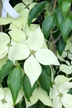 Greensleeves Dogwood - Cornus Kousa - 5 Gallon Pot 15 Greensleeves Dogwood - Cornus Kousa - 5 Gallon Pot -Outlet Drip Mingle Store Dogwood GreenSleeves 12 1