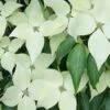 Greensleeves Dogwood (Cornus Kousa) - 1 Gallon Pot -Outlet Drip Mingle Store Dogwood GreenSleeves 13