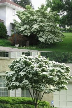 Greensleeves Dogwood (Cornus Kousa) - 1 Gallon Pot 12 Greensleeves Dogwood (Cornus Kousa) - 1 Gallon Pot -Outlet Drip Mingle Store Dogwood GreenSleeves 14