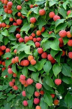 Greensleeves Dogwood - Cornus Kousa - 5 Gallon Pot 13 Greensleeves Dogwood - Cornus Kousa - 5 Gallon Pot -Outlet Drip Mingle Store Dogwood GreenSleeves Berries 10 1