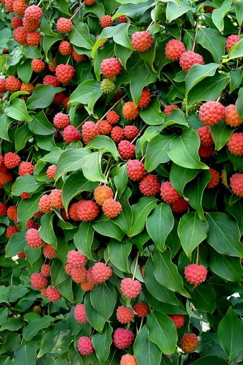 Greensleeves Dogwood - Cornus Kousa - 5 Gallon Pot 7 Greensleeves Dogwood - Cornus Kousa - 5 Gallon Pot - Image 5