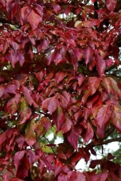 Greensleeves Dogwood - Cornus Kousa - 5 Gallon Pot 14 Greensleeves Dogwood - Cornus Kousa - 5 Gallon Pot -Outlet Drip Mingle Store Dogwood GreenSleeves Leaves 10 1