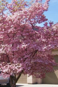 Pink Dogwood Tree (Cornus Florida 'Rubra) - 2 Gallon Pot -Outlet Drip Mingle Store Dogwood Pink 13