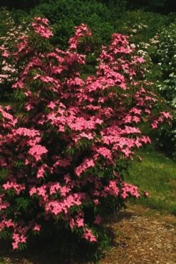 Scarlet Fire Dogwood - Cornus Kousa - 5 Gallon Pot -Outlet Drip Mingle Store Dogwood Scarlet Fire 12
