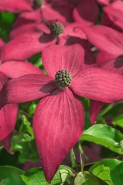 Scarlet Fire Dogwood - Cornus Kousa - 5 Gallon Pot -Outlet Drip Mingle Store Dogwood Scarlet Fire 13
