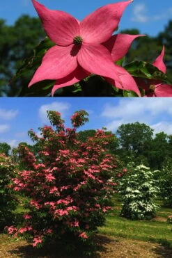 Scarlet Fire Dogwood - Cornus Kousa - 5 Gallon Pot -Outlet Drip Mingle Store Dogwood Scarlet Fire 4