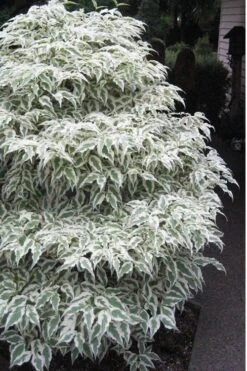 Summer Fun Variegated Dogwood - Cornus Kousa - 5 Gallon Pot (2-3') -Outlet Drip Mingle Store Dogwood Summer Fun 1