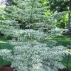 Summer Fun Variegated Dogwood - Cornus Kousa - 5 Gallon Pot (2-3') -Outlet Drip Mingle Store Dogwood Summer Fun 3